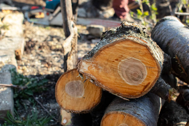 Best Firewood Processing and Delivery  in USA